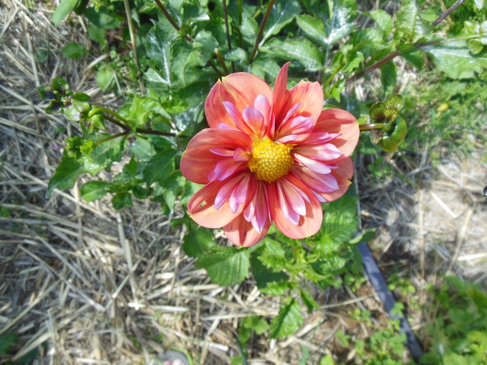 Giggles Dahlia
