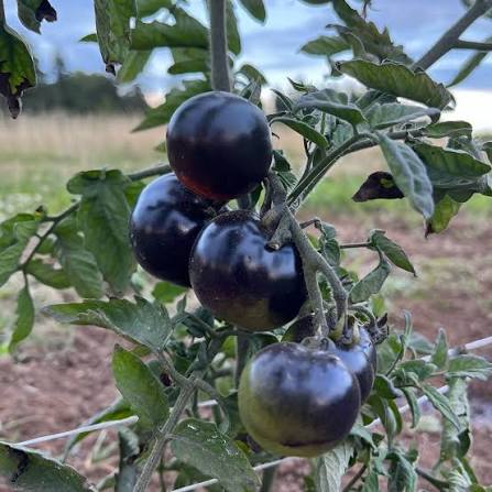 Indigo Rose Organic Tomato