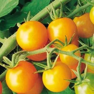 Sweet Gold F1 Tomato Seeds online shopping