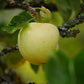 Yellow Transparent Heirloom Earliest Ripening Apple Plant