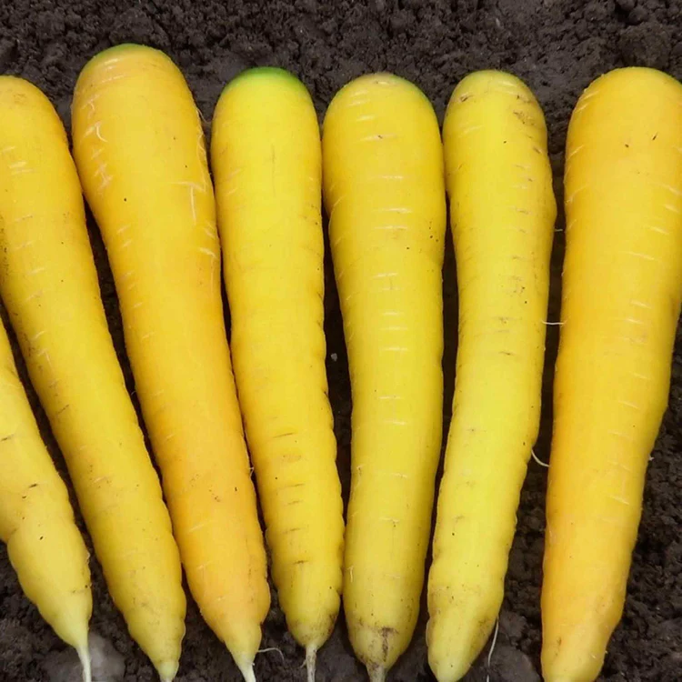 Gold Nugget Carrot