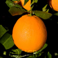 Rio Grande Navel Orange Budwood citrus plant material online shopping