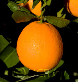 Rio Grande Navel Orange Budwood citrus plant material online shopping