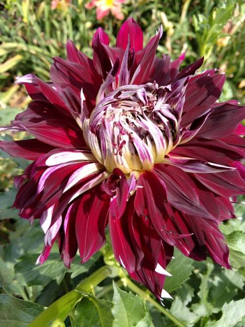 My Hero Dahlia