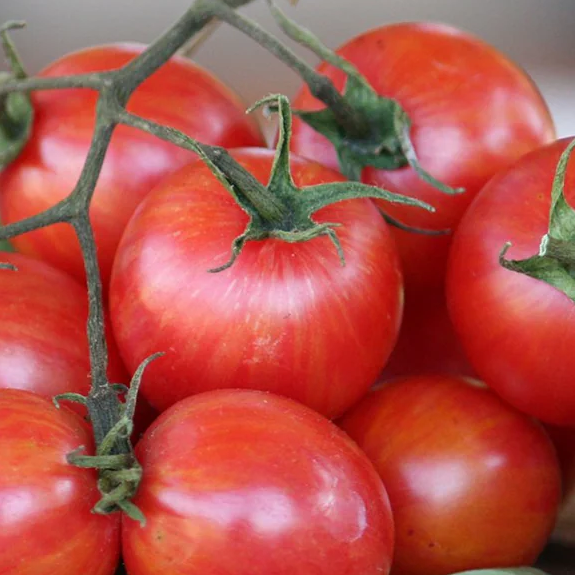 Pink Bumble Bee Organic Tomato
