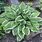Sorbet Hosta Plants online shopping