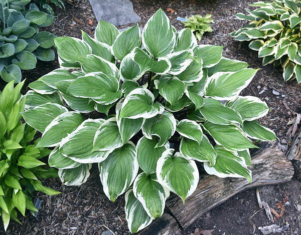 Sorbet Hosta Plants online shopping