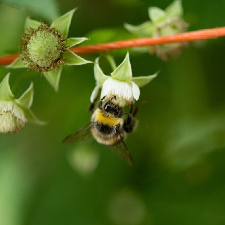 Natupol Trio Bumblebee Open Field Natural Pollinator