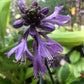Avocado Toast Hosta Plants online shopping