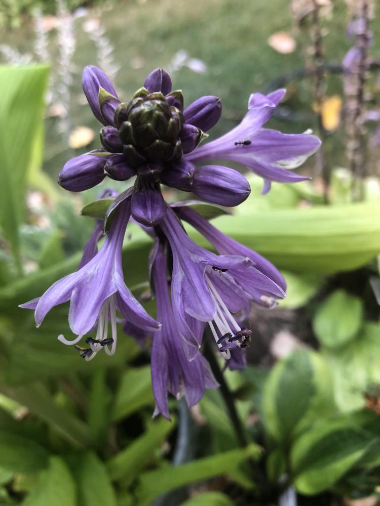 Avocado Toast Hosta Plants online shopping