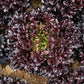 Burgandy Eazyleaf Lettuce Seeds online shopping