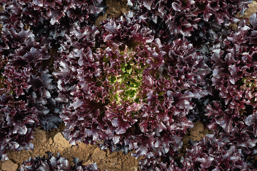 Burgandy Eazyleaf Lettuce Seeds online shopping