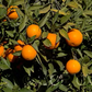 Pineapple Sweet Orange Budwood citrus plant material online shopping