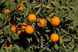 Pineapple Sweet Orange Budwood citrus plant material online shopping