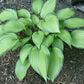 Love Of My Life Hosta Plants online shopping