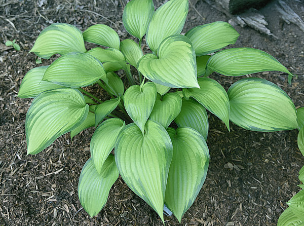 Love Of My Life Hosta Plants online shopping