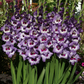 Vista Gladiolus Corms