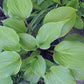 Red Sox Hosta Plants online shopping