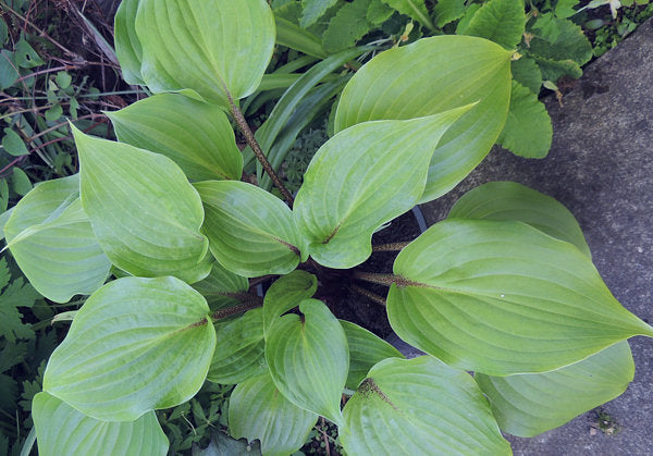 Red Sox Hosta Plants online shopping