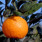 China S-6 Satsuma Mandarin Budwood citrus plant material online shopping