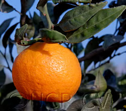 China S-6 Satsuma Mandarin Budwood citrus plant material online shopping
