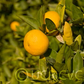 Sudachi Ichandrin Papeda Hybrid Budwood citrus plant material online shopping