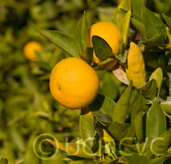 Sudachi Ichandrin Papeda Hybrid Budwood citrus plant material online shopping