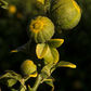 Trifoliate #22 Budwood citrus plant material online shopping