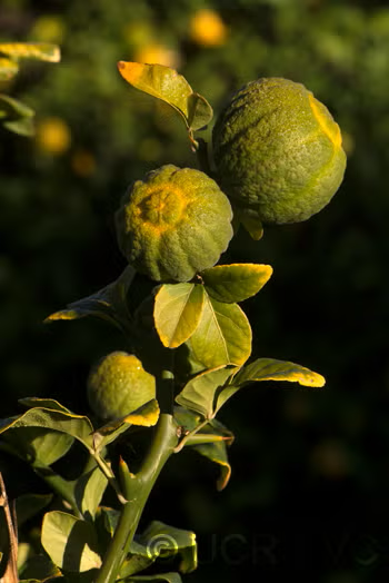 Trifoliate #22 Budwood citrus plant material online shopping