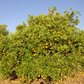 Dom João Valencia Orange Budwood citrus plant material online shopping