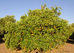 Dom João Valencia Orange Budwood citrus plant material online shopping