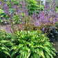 Time In A Bottle Hosta Plants online shopping