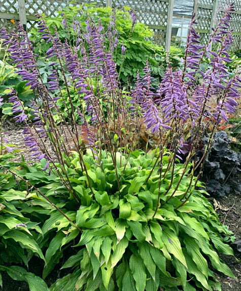 Time In A Bottle Hosta Plants online shopping