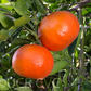 Yosemite Gold Mandarin Budwood citrus plant material online shopping