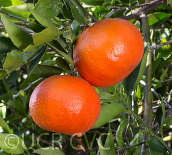 Yosemite Gold™ Mandarin Plant citrus plant material online shopping
