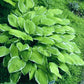 Moonlight Hosta Plants online shopping