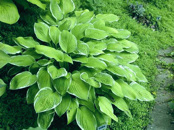 Moonlight Hosta Plants online shopping