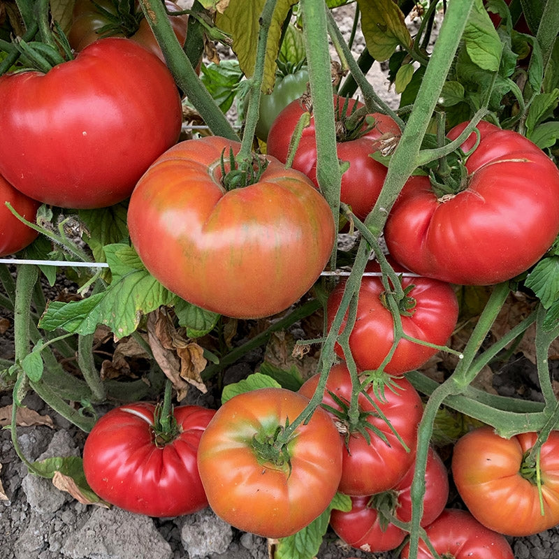 Pruden's Purple Organic Tomato