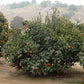 Honey Mandarin Budwood citrus plant material online shopping