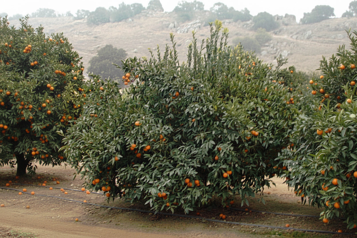 Honey Mandarin Budwood citrus plant material online shopping