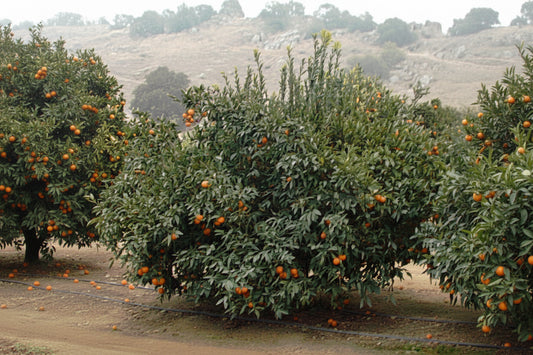 Honey Mandarin Budwood citrus plant material online shopping