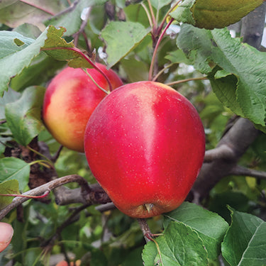 Saturn Apple Tree with Ripe Fruit