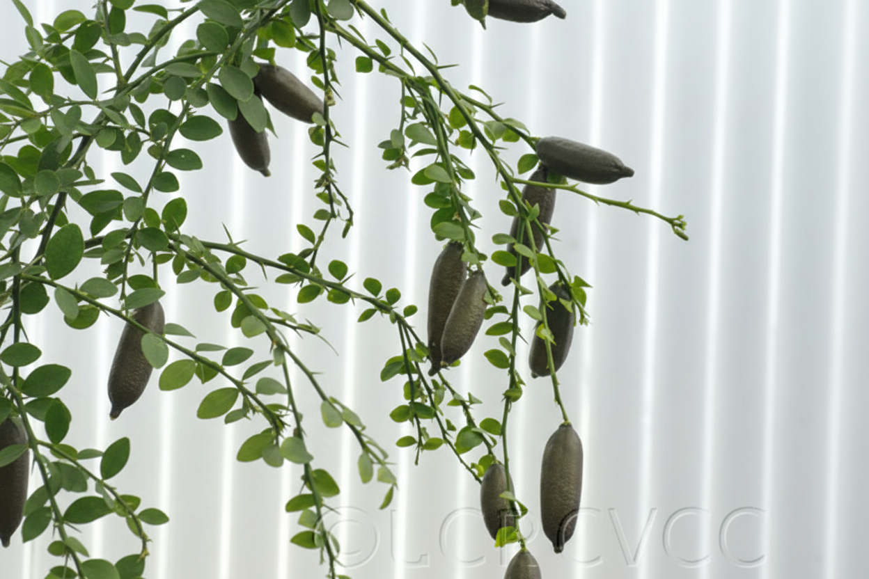 Australian Red Pulp Finger Lime Budwood citrus plant material online shopping