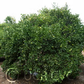 Sacaton Citrumelo Seed citrus plant material online shopping