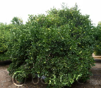 Sacaton Citrumelo Seed citrus plant material online shopping