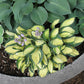 Purple Heart Hosta Plants online shopping