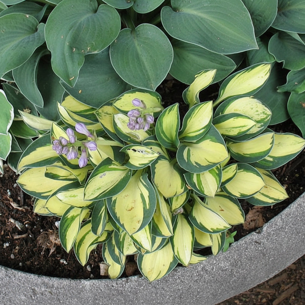 Purple Heart Hosta Plants online shopping
