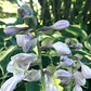 Warwick Comet Hosta Plants online shopping