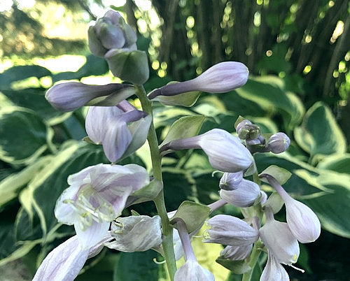 Warwick Comet Hosta Plants online shopping