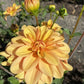Ginger Snap Dahlia
